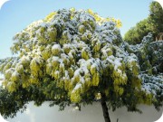 neve-sulla-mimosa